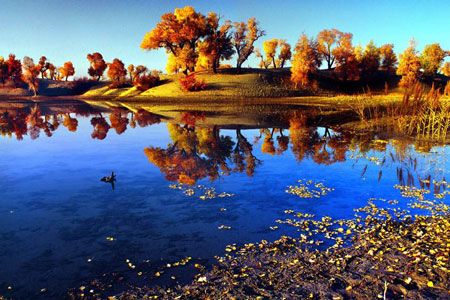 完美秋韻：喀納斯、禾木、胡楊、沙漠?dāng)z影13日游