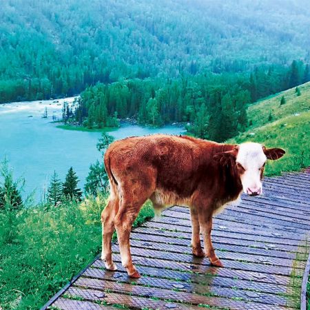 一生必游：天池、吐魯番、喀納斯、伊犁北疆環(huán)游10日